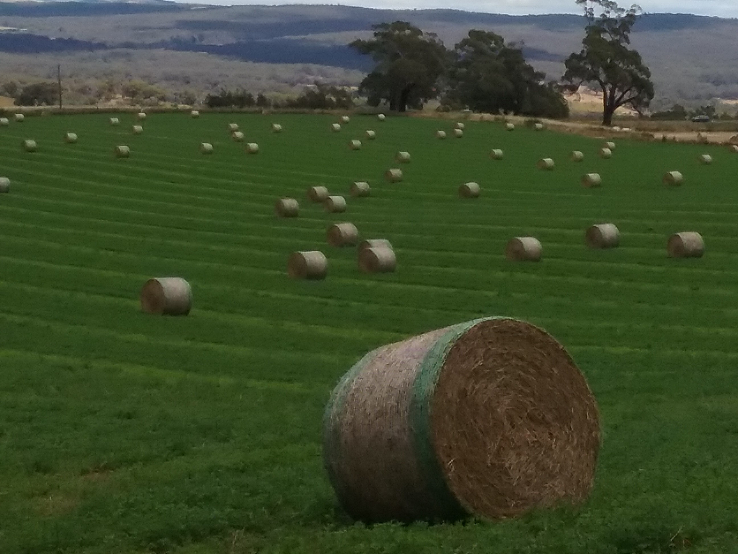 Round Hay